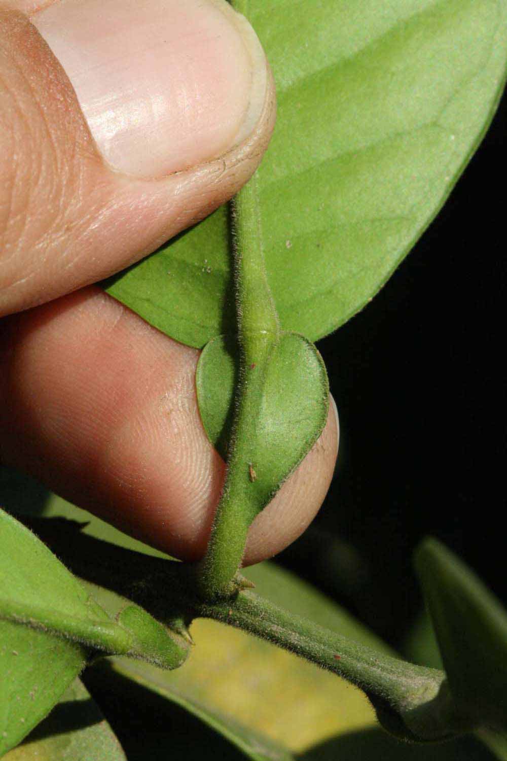              Petiole and first year twig of  Citrus maxima         (Chinese, Riverside, CA)       